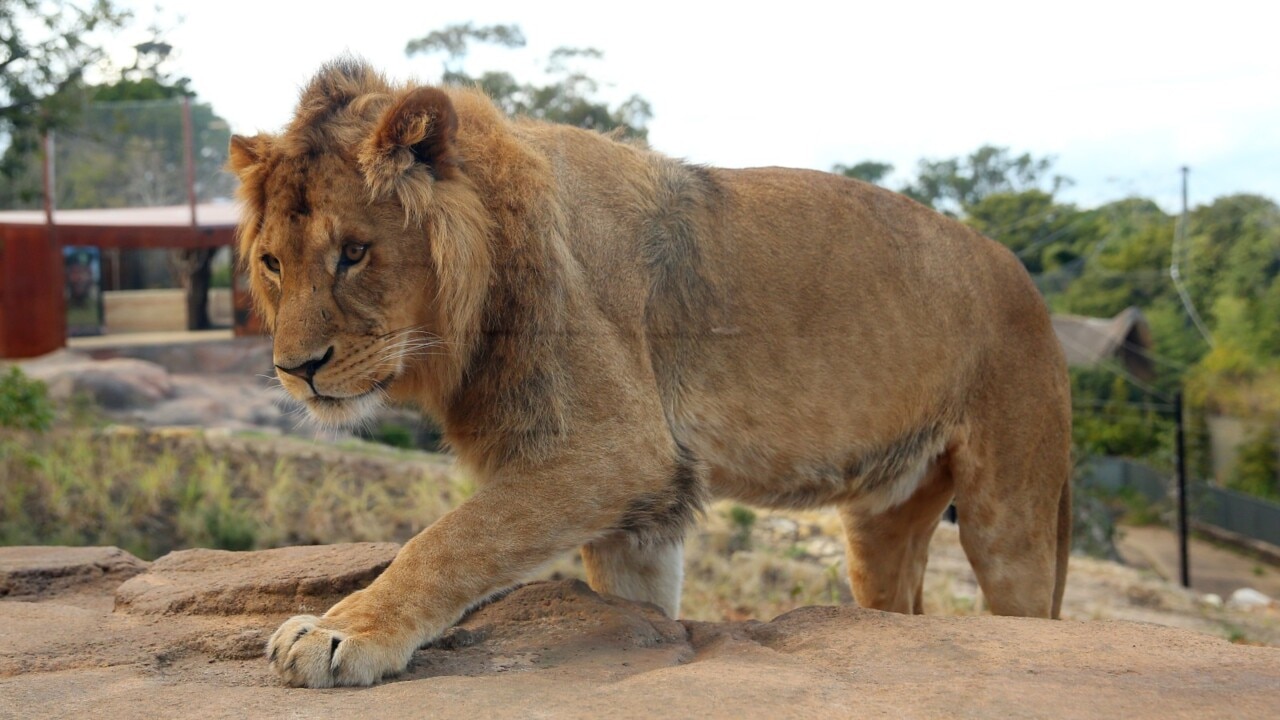 Lions given ‘one moment of freedom’ as they escape Taronga Zoo