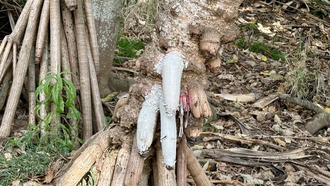 Pandanus roots seemingly made to resemble male genitalia along Burleigh's Oceanview track have been given a G-rated paint job overnight.