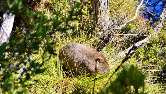 Wombat foraging at Dove Lake at Cradle Mountain, Tasmania, Australia. Picture: Kirsty Culver