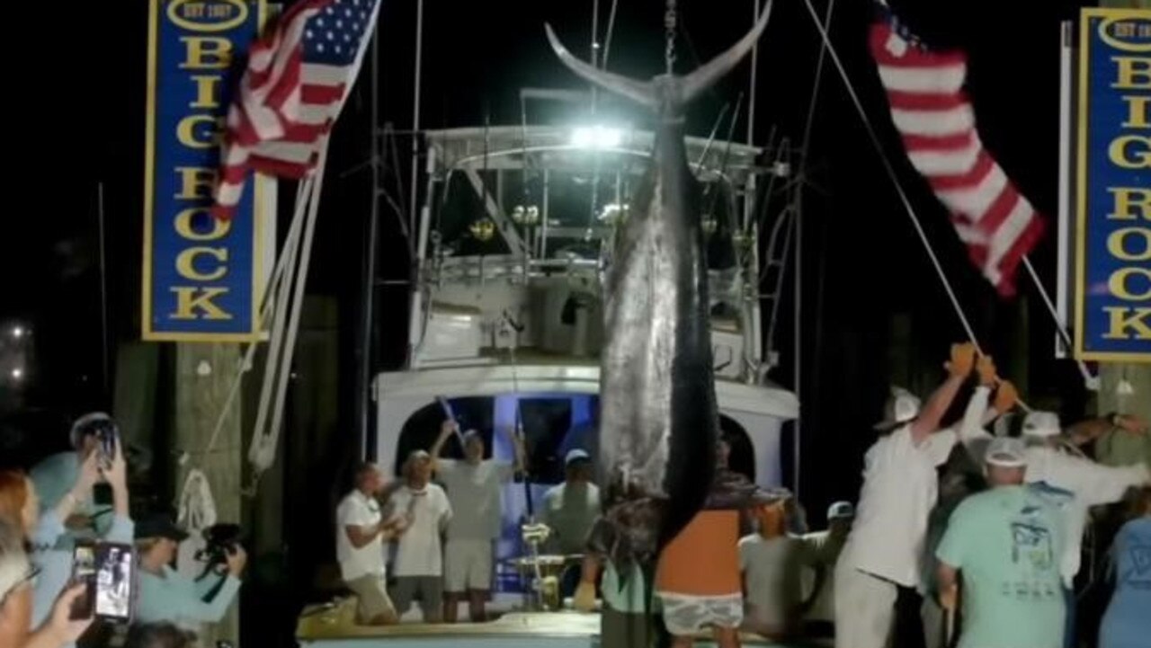 600-pound marlin disqualified from tournament over mutilation | The ...