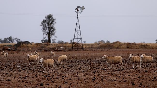  Sheep graze on a bare paddock near Leichardt in central Victoria. A lack of rain in the southern states has seen drought con...