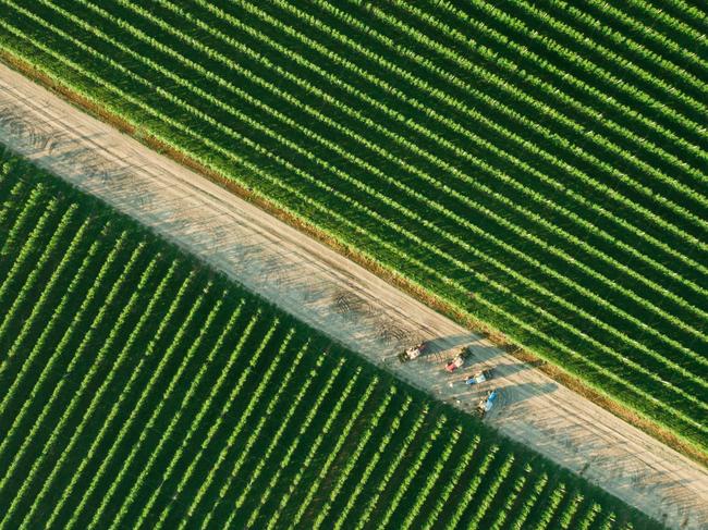 Pictures from #Green2020, Agora’s latest online photo contest. 'Dirty road through the green orchards' by @drummer_vn (Ukraine).