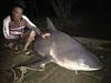 Bull Shark in Hastings River