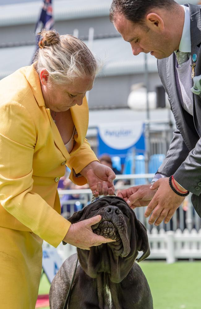 Judges look at a breed’s physical and behavioural traits to determine a winner. Picture: Jason Edwards