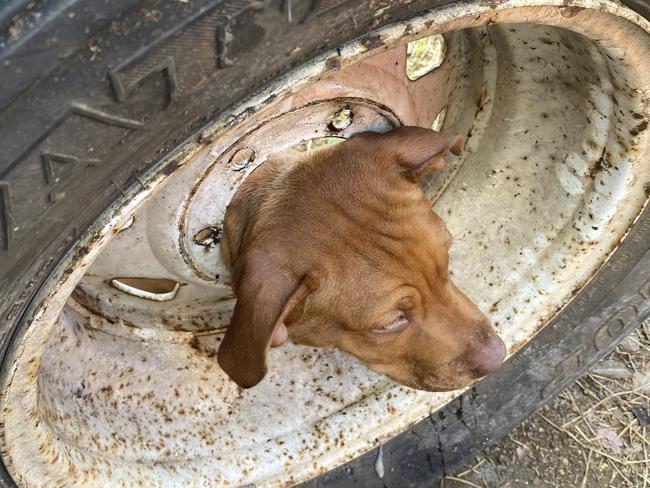 Mareeba Fire & Rescue and  Sundance Veterinary Services freed Bonnie the dog after she put her head in the middle of a wheel rim.. Picture: QFES