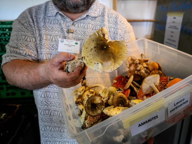 In this photograph taken on October 10, 2024, a mushroom inspector shows an Amanita Phalloides commonly known as the death cap, a deadly poisonous mushroom picked for mushroom checking session, during a five-day workshop organized by the Swiss Association of Official Mushroom Control Bodies (WAPKO) in Leysin, western Switzerland. After suffocating Covid-19 restrictions, many embraced the call of the wild and the joys of foraging, but tightening Swiss biodiversity protection measures are infuriating growing hordes of mushroom-picking enthusiasts. (Photo by Fabrice COFFRINI / AFP) / TO GO WITH 'Switzerland-environment-nature', FOCUS by Agnes Pedrero