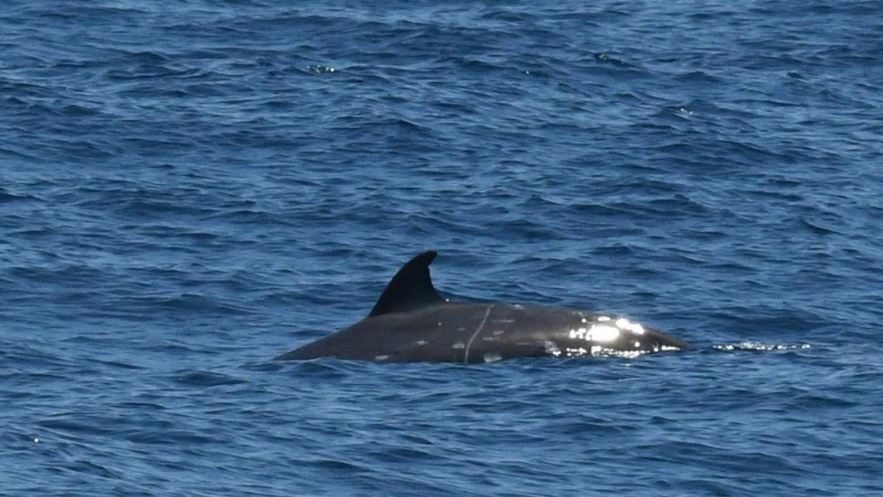A pod of three mysterious Ginkgo-toothed beaked whales were seen for the first time swimming in the Southern Hemisphere. Picture: Far Out Ocean Research Collective/Facebook
