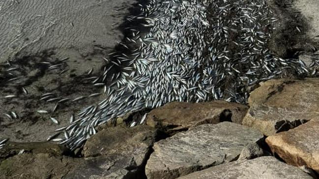 Beachgoers are shocked by piles of deals fish at Mornington Peninsula beaches, including Rye. Picture: supplied