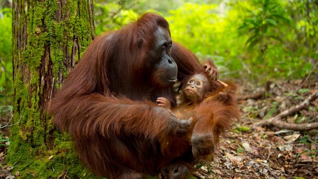 Orang-utan in the forest of Borneo, Indonesia.