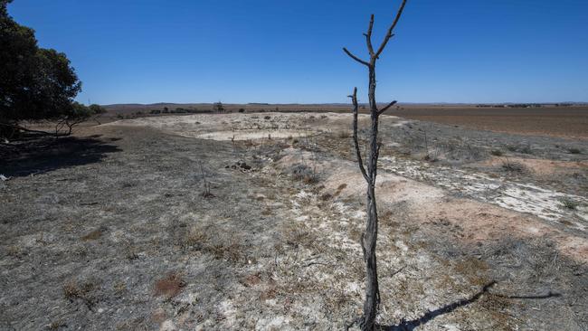 Dams across the state, like this one in the Mid North, are dry as the drought continues. Picture: Mark Brake