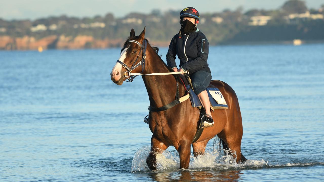 Caulfield Cup Horses Beach Session