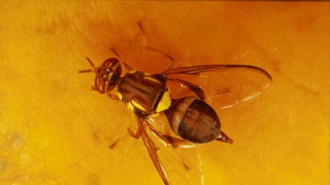 The Queensland fruit fly.