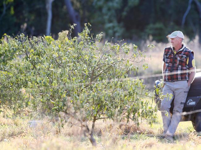 Third generation avocado and citrus grower Tim Kemp says farmers will need significant rain before summer. Picture: Sue Graham