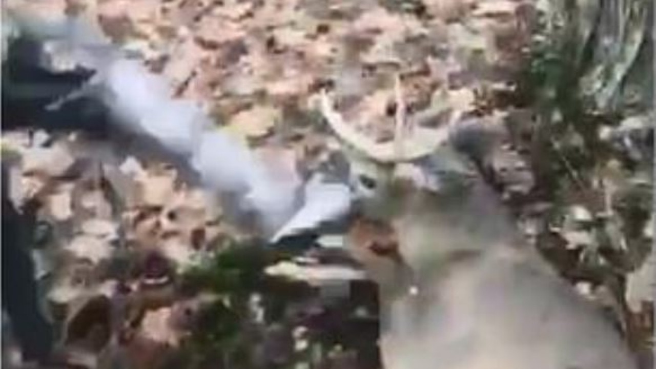 Graphic video goes viral on Facebook of teens torturing deer to