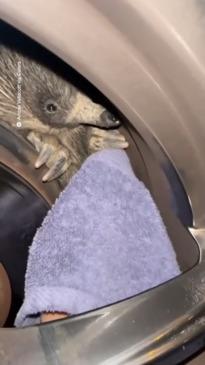 Curious Echidna Gets Stuck in Car Wheel