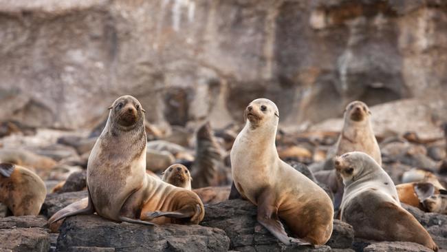 Catch a two-hour cruise from Phillip Island’s Cowes Jetty to the extraordinary Seal Rocks.