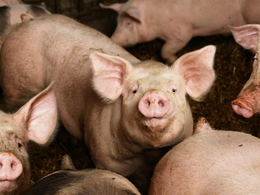 A South African farmer and his employees have been accused of murdering two black women and feeing their remains to pigs. (iStock)