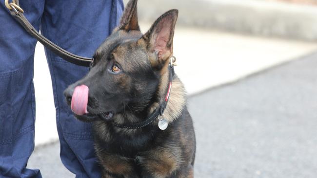 Richmond Police District's police dog in training, Yogi the Belgian Shepherd.