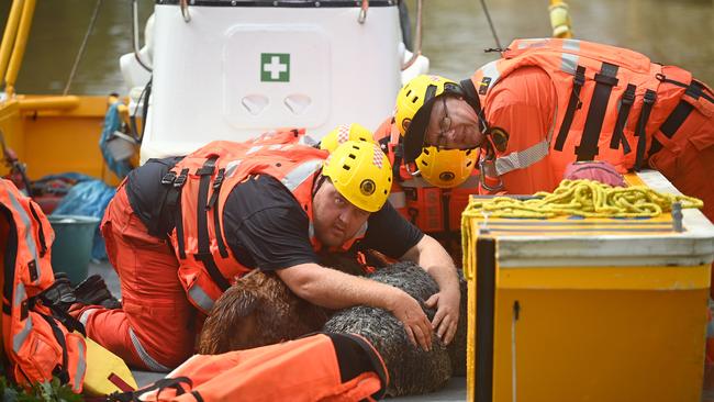 SES volunteers hold down the alpaca. Picture: Jeremy Piper