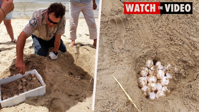 Loggerhead clutch relocated from Victoria Point to North Stradbroke Island