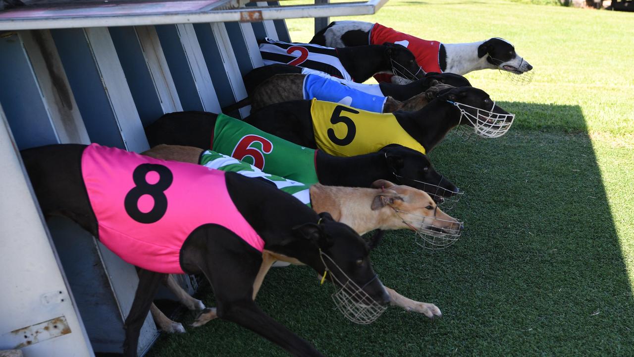 So-called greyhound ‘death track’ scrapped after million dollar revamp