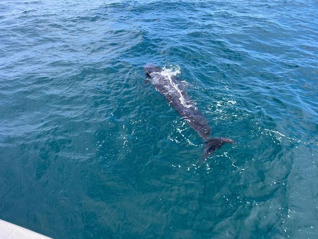 Skipper Noah Pennicott was devastated when he discovered a dead juvenile pilot whale âno bigger than a dolphinâ in East Coast waters before a mass stranding on Bryans Beach the following day. Pictures: Supplied