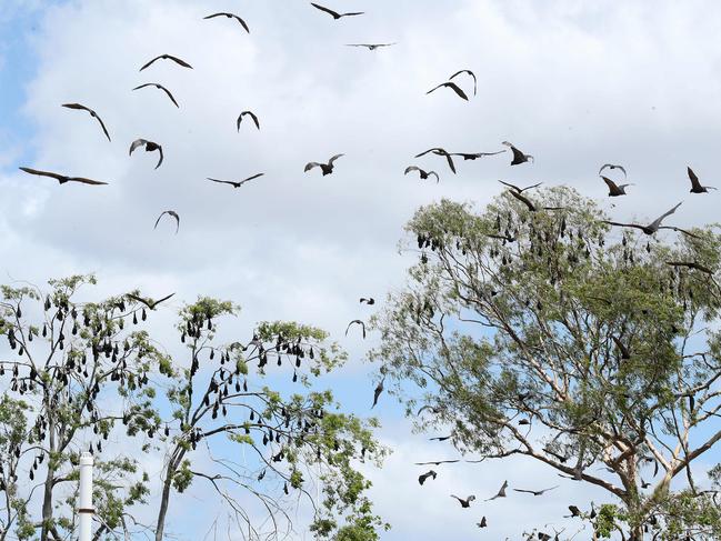 The large bat colony roosting in Lissner Park, Charters Towers. Photographer: Liam Kidston