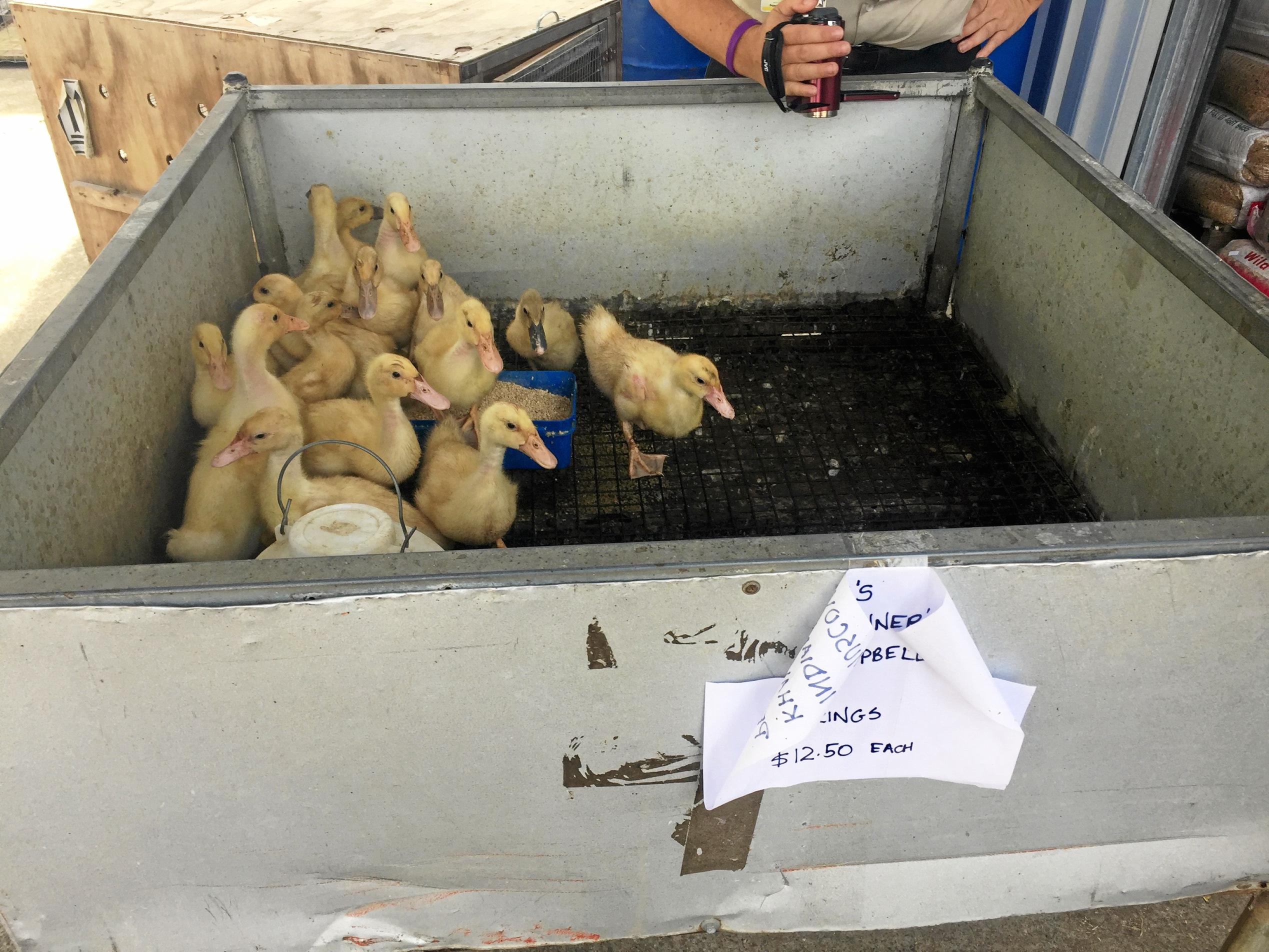 Photos taken at Stocks Produce during an RSPCA investigation in to the business' care of the animals it had for sale.