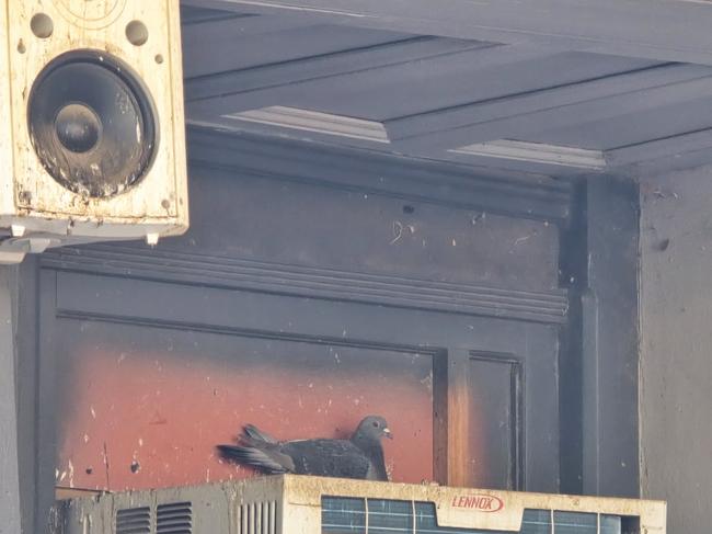 A state government spokesperson said dry weather events was to blame for the infestation. Picture: Supplied