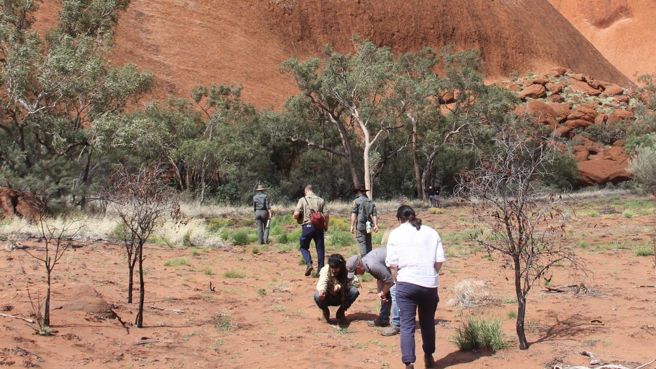 ‘Nothing left’: Is buffel grass a weed, or feed, of national significance