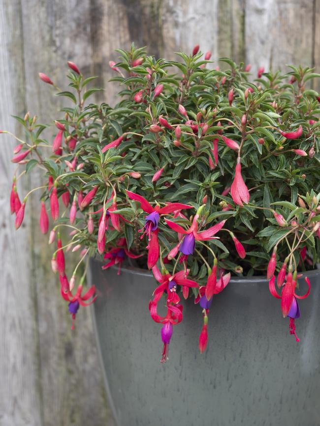Happy Bells ‘Flirtatious’