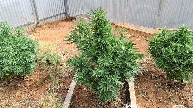 Cannabis plants found at Port Augusta. Picture: SA Police