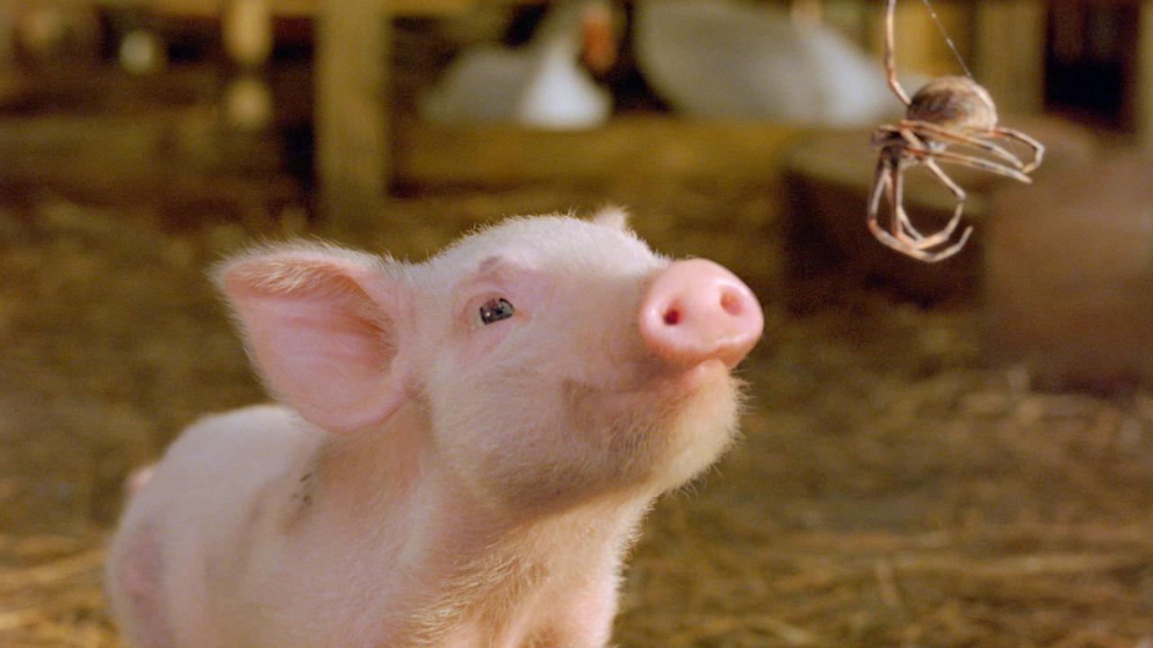 Scenes from movie Charlotte's Web. Wilbur the piglet.