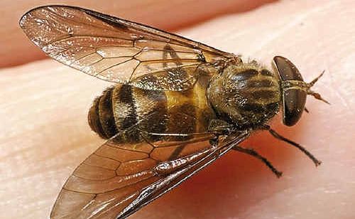 Bloodsucking March Flies Are Back The Courier Mail