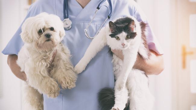 A rural SA vet has been suspended after he was deemed a “serious risk” to animal safety. Picture: istock