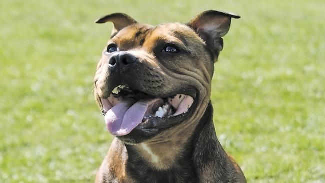 Stephenson tried to stab the Metro employee after his staffy wasn’t allowed on a bus.