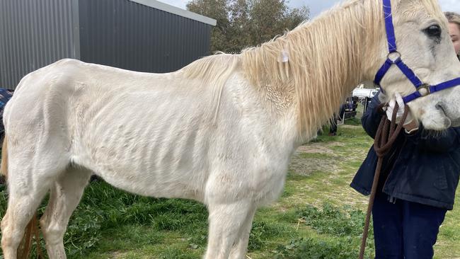 Ibra was one of the horses seized. She made a full recovery with proper feeding and was also rehomed. Pic: RSPCA