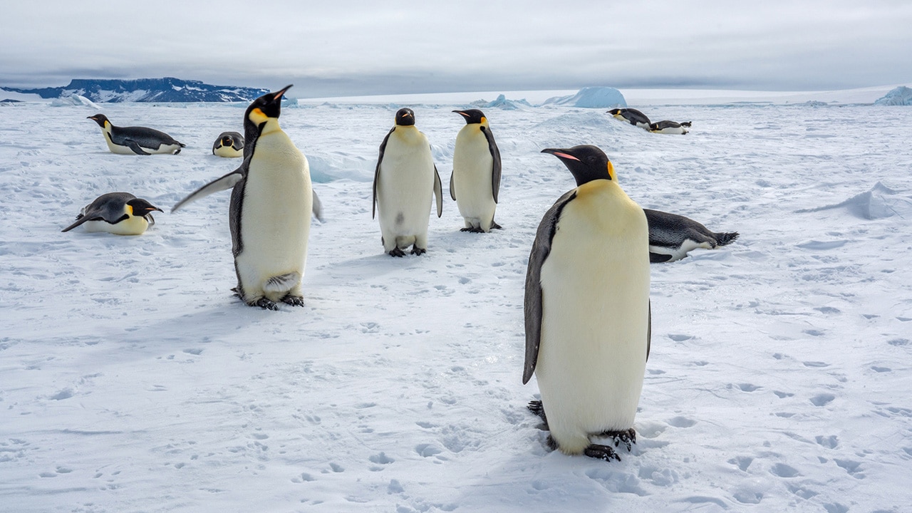 Emperor penguins on Snow Hill Island, Antarctica. Picture: Scenic