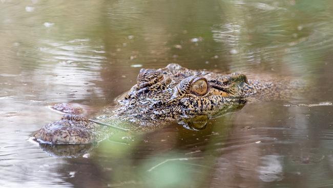 Little Jack hides in the water after lunch. Picture: Pema Tamang Pakhrin