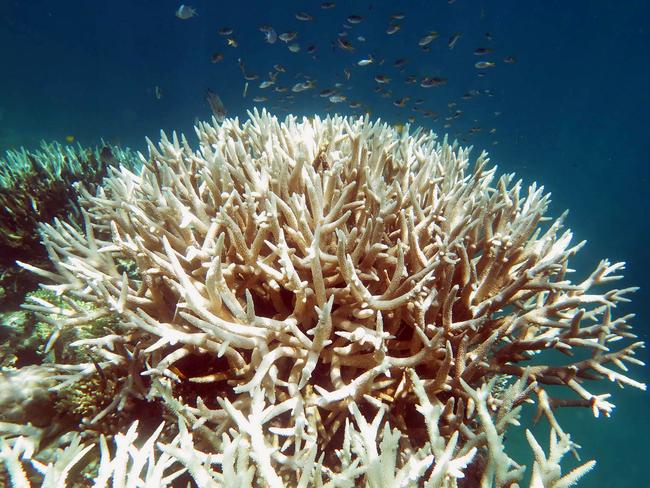 Coral bleaching is actually caused by the death of algal organisms that live in coral and provide food through photosynthesis. Picture: ARC Centre of Excellence for Coral Reef Studies