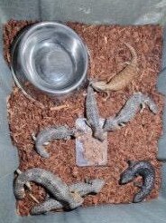 Some of the reptiles uncovered as part of Strike Force Whyaratta’s investigation.