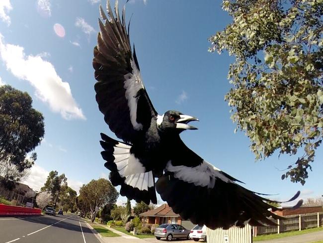 Magpies are already beginning to swoop cyclists and walkers after an early start to spring.