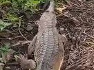 A freshwater crocodile being released on the Ross River after strolling into a service station in Townsville. Source:DES