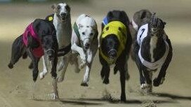 Greyhound trainers from around the country have been putting their dogs through their paces ahead of the July Winter Carnival at Grafton Greyhound Racing Club.