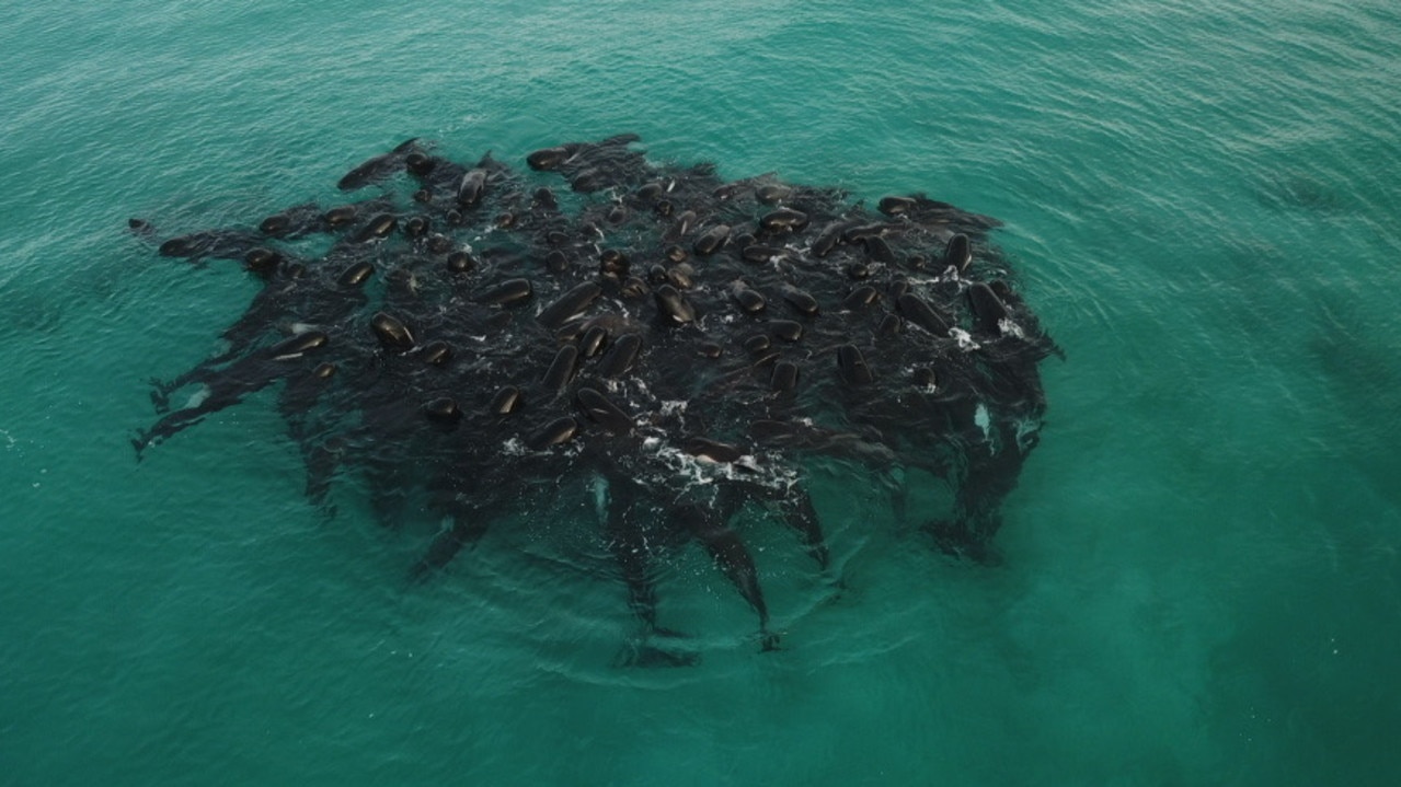 Race to save almost 50 pilot whales after same number die in mass stranding  on WA beach, Whales