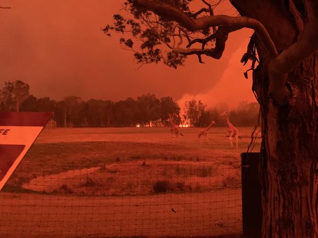 Fires on the edge of the zoo’s giraffe enclosure on New Year’s Eve 2019.