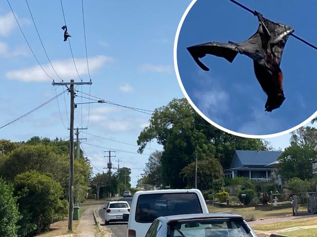 ‘Liquid lyssavirus’: Bat fried on power line creates horror mess