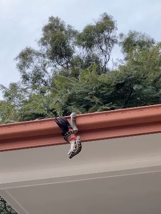 A huge carpet python was spotted hanging out of a Brisbane roof gutter with a parrot still in its mouth.