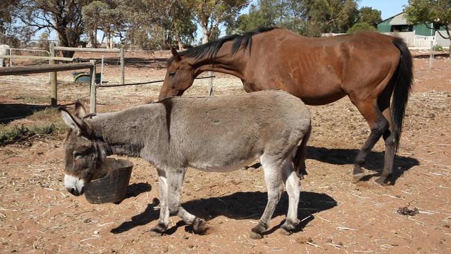 Eighteen-year-old thoroughbred gelding, Cory, and 10-year-old donkey, Thelma, have since made a full recovery. Pictures: RSPCA