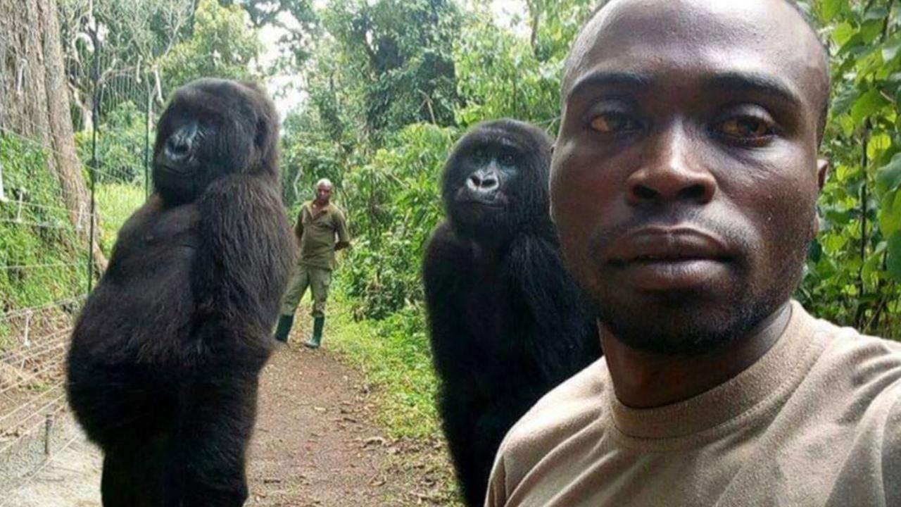 The female primate became a social media sensation in 2019 when she hilariously photobombed park ranger Mathiew Shamavu.